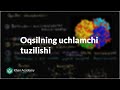 Oqsilning uchlamchi tuzilishi | Uglerodning xususiyatlari | Biologiya | Khan Academy Oʻzbek