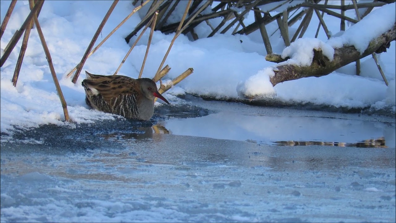 Water rail in the Oder Delta