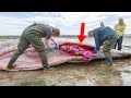 This Female Whale Beached Itself, And When Its Belly Was Cut Open - Everyone Was Stunned…