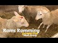 #sheep Rams Head Butting