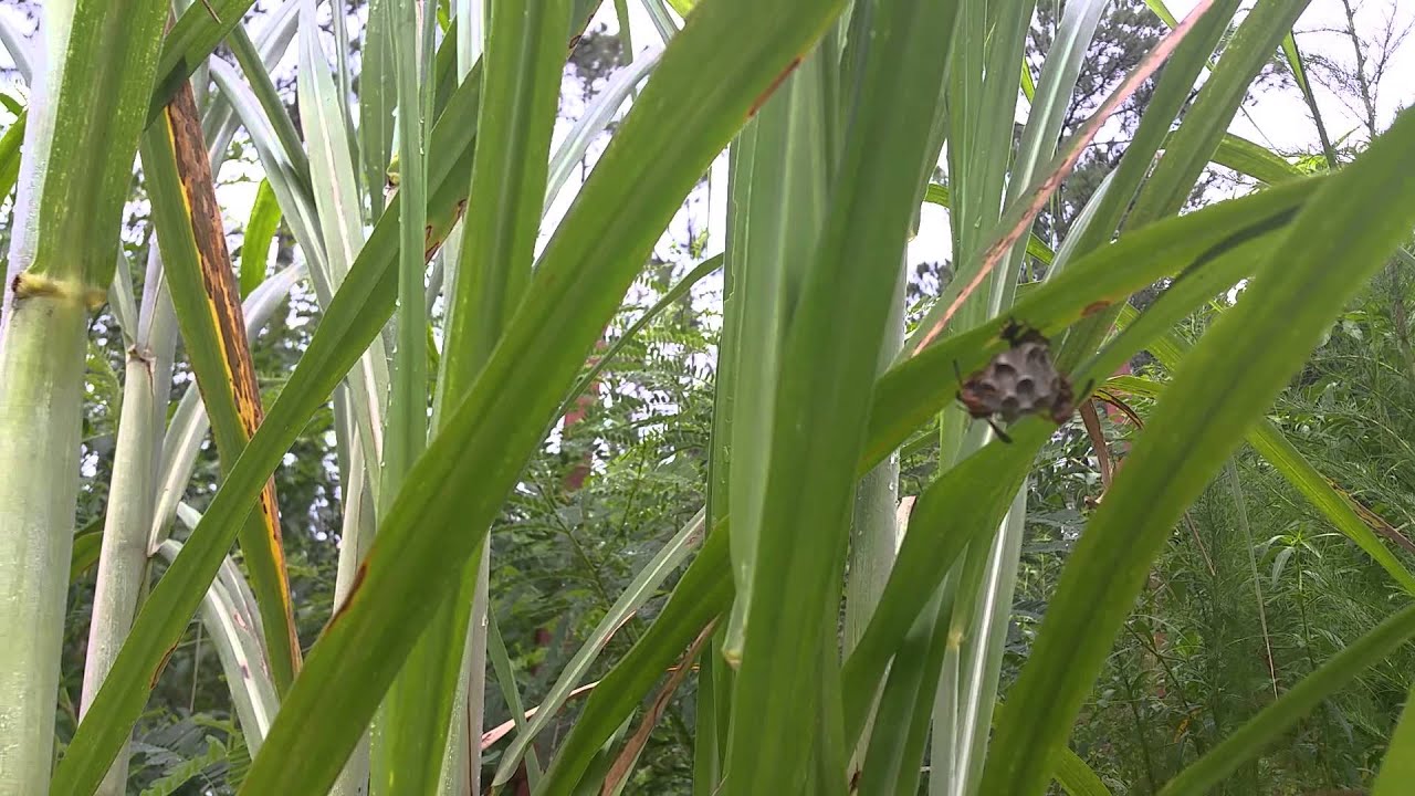 Parasitic Wasps on Sugar cane CENTRAL FL ZONE 9B YouTube