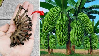 Don't throw it away, this banana breeding method is unique