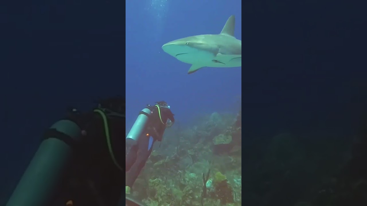 Short: Scuba Diving Nassau Bahamas The Ridge & Sea Viking Wreck May 2022