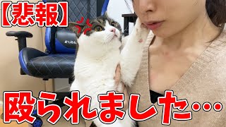 【悲報】息子猫に殴られました…