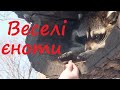 Смішні і веселі ЄНОТИ/ Добірка відео приколів з кумедними єнотами/Тваринки-бешкетники ч.14/Полоскун