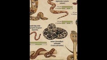 Types of snakes | part 10 #shorts # trending #viral #edit  #shortvideo #officialvideo
