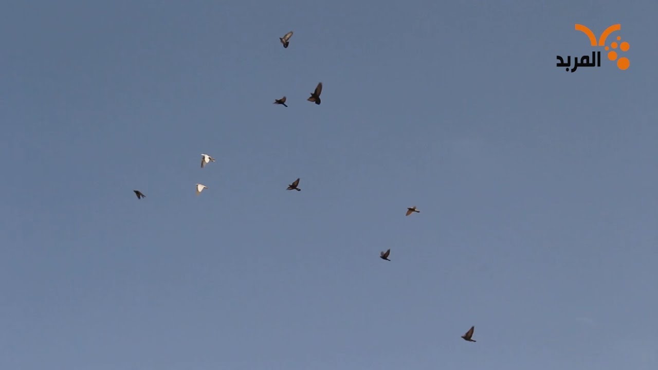 براري البصرة تحتضن محاكر للطيور قيمتها ملايين الدنانير