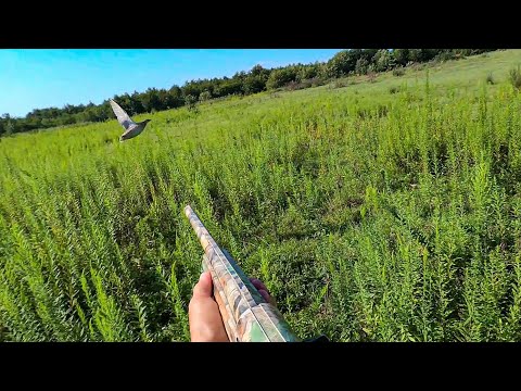 მწყერზე ნადირობა ძაღლებით საღამოს და დილის გასვლები 2021 სექტემბერი. Stoeger M3000.