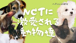 NCTメンバーのペット達