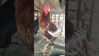 Aseel Murgha & Murghi Desi Breed Power Beautiful Pair