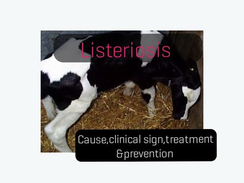 Listeriosis in cattle cause/clinical signs/treatment/prevention