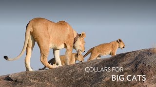 Tracking Cheetah & Lion in Kenya | Collaring Big Cats in Masai Mara, East Africa