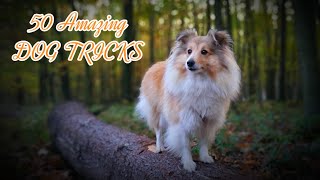 50 Amazing DOG TRICKS | by Sheltie || 4Paws 4Ever