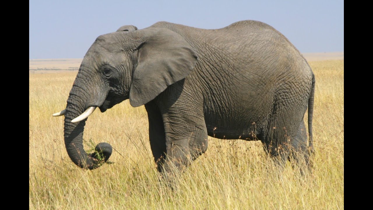 Elephant Sounds Extended YouTube