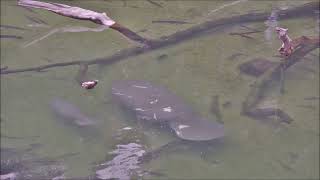 Manatee adoptee Phyllis makes a summer visit June 2025