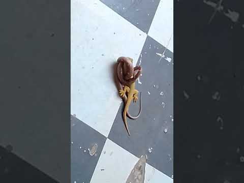 fight of snake
