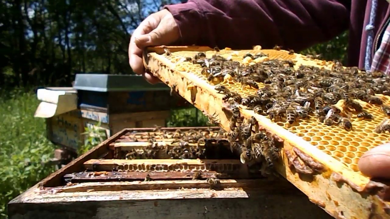 Weisel Zellen ausbrechen.