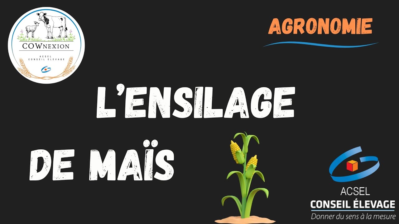 L'ensilage de maïs