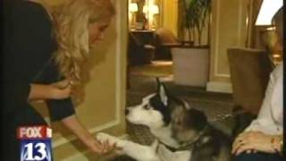 Pet-friendly Hotels  Worldwide - PAW