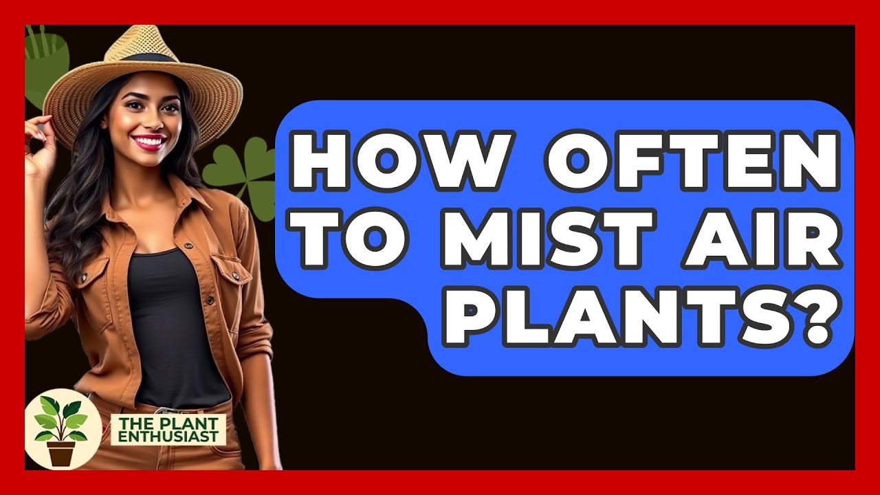How Often To Mist Air Plants? - The Plant Enthusiast