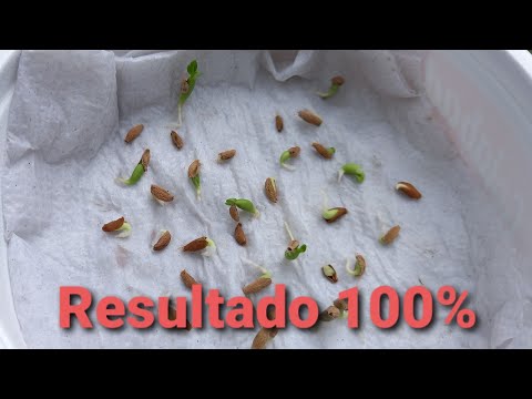 Vídeo: O que você faz depois de germinar as sementes em toalhas de papel?