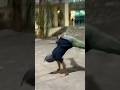 El mejor bboy de República Dominicana amados por todos