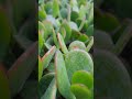 jade plant / Crassula Ovata Leaf  propagation #flowers #plants #plants