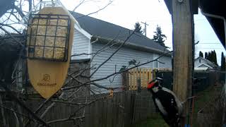 Suet feeders - 1/26/24 by Ferretocious 141 views 3 months ago 7 minutes, 9 seconds