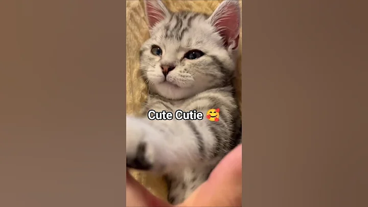 Video 11560151: cat munchkincat kitten, catlover munchkincat cute, cat funny munchkincat