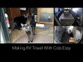 Making RV Travel With Cats Easy