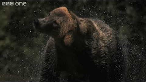 HD Web Extra: Super Slo Mo of Bear shaking water off its fur - Nature