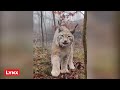 1 in 1,000,000 Animal Moments Caught On Camera