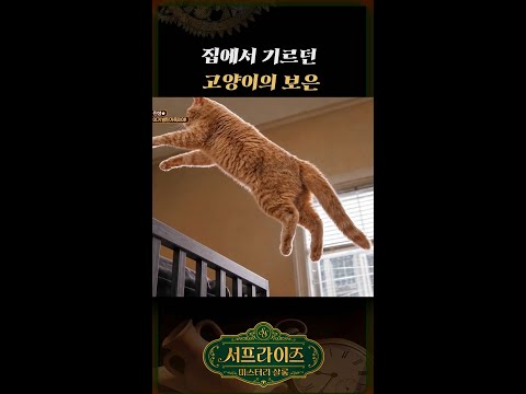 아들을 살려준 고양이 #<strong>서프라이즈</strong>