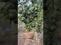 Rof mandarin orange plant 🪴 heavy orange 🍊 fruiting . Exotic orange 🍊 #orange #lima #fruit #wow