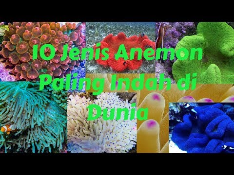 Video: Varieti Anemon - Pelbagai Jenis Bunga Anemon