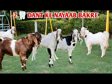 2 Dant Par Nayaab Bakre Kota Malwa At Royal Goat Farm