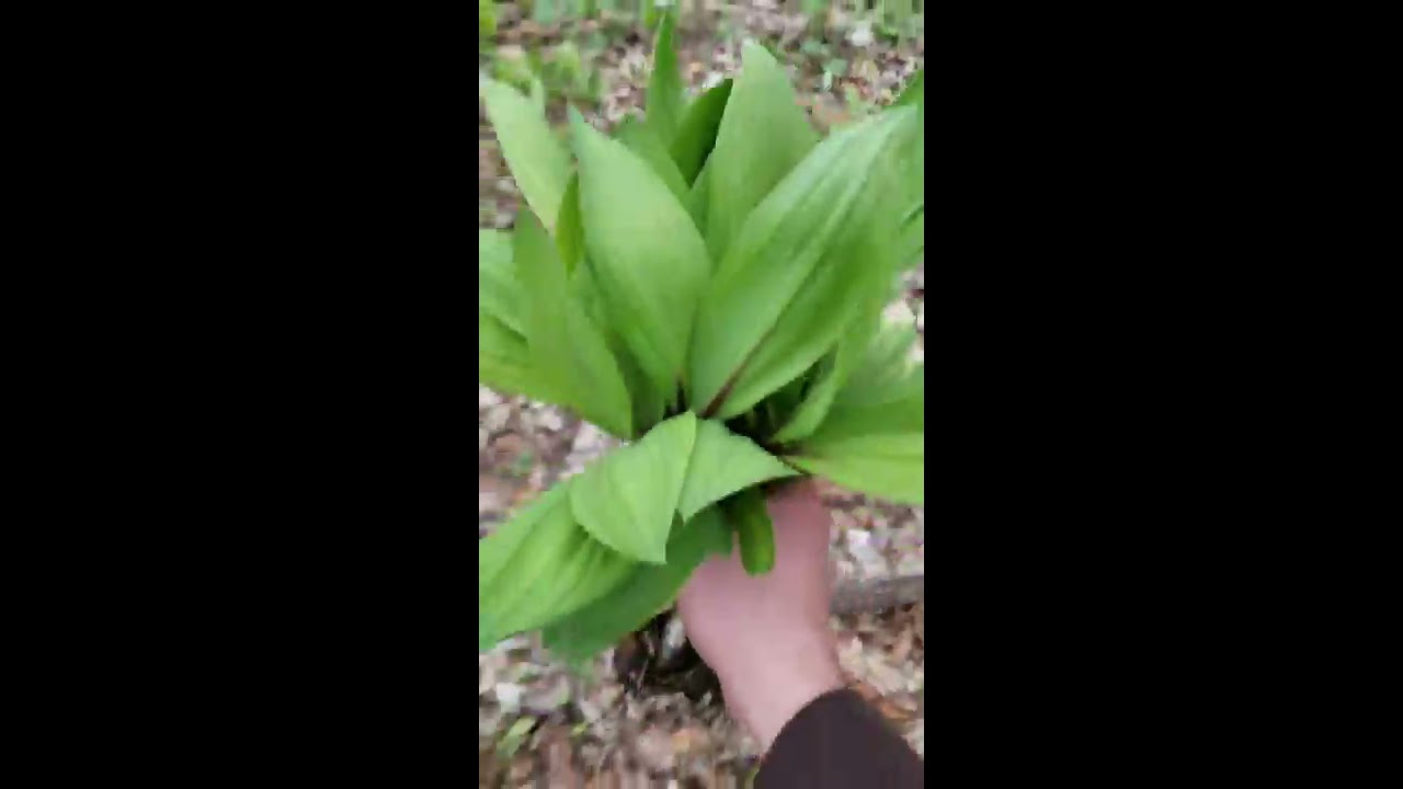 Foraging for Ohio Wild Edibles YouTube