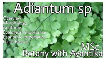 Adiantum sp Part 1