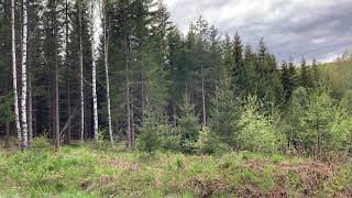 Nature Sound | Relaxing Birds Sound | Swedish Forest