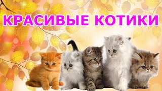 Красивые котики Красивые котики