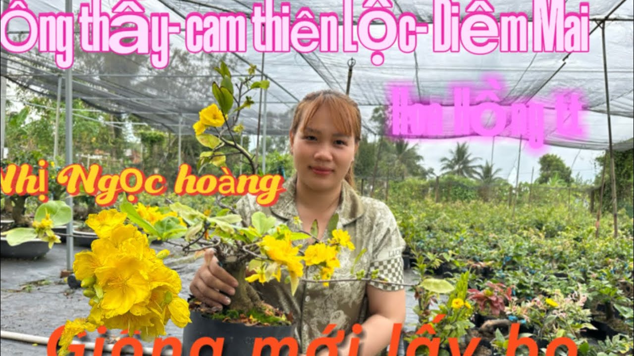 5-3 ☎️0384925778📲kim thư 🌲Mai giống , giá cực kỳ rẻ , báo mã số cuối líp 