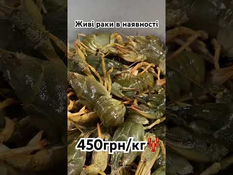 Для замовлення звʼяжіться з менеджером у вайбері+380960572236 #раки #раки #доставкараків #живірак