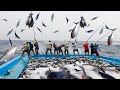 Everyone please watch Fisherman Tuna Fishing Skill - Pole &amp; Line Fishing Catching Big Fish on Sea