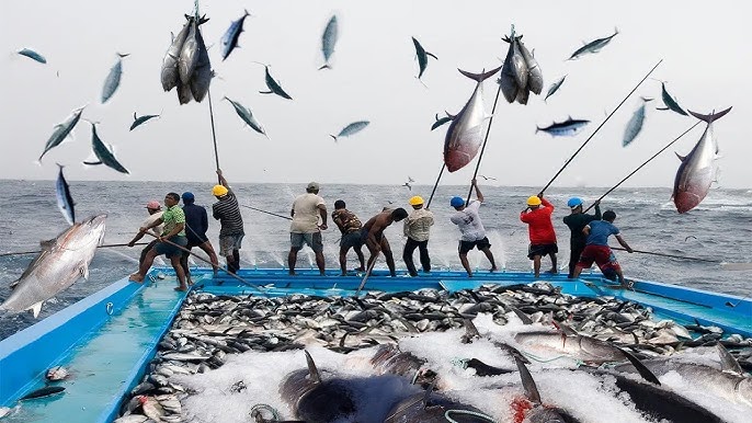 Net Fishing Tuna - Harvest and Tuna processing line Canned in Factory #04 