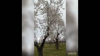 Los almendros en flor