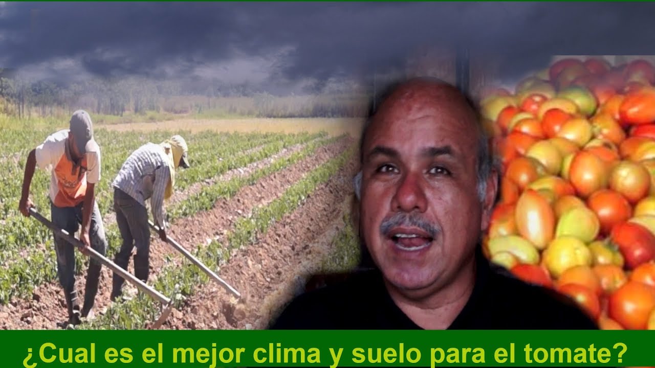 Clima, suelos y variedades para el cultivo del tomate
