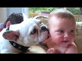 Babies Meeting Animals For the first time and Hilarious Reactions   Funniest Home Videos