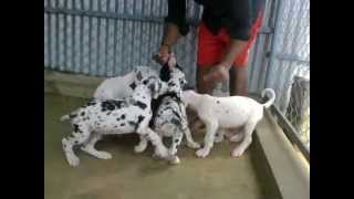 GREAT DANE HARLEQUIN / BLACK / MARLE -PUPPIES SIRED BY ABHAY'S UTRILLO MOLOSEUM (POLAND IMPORT)
