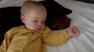 Precious Moments! Baby's Sleep Protected by Giant Retriever