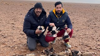 مقناص ابوسعد المغرب صيد قطا الكدري 2022 ??